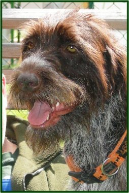 28. August 2010   Cora war all Ihren E-Wurf Welpen eine perfekte Mami und wuenscht Ihnen Alles Gute